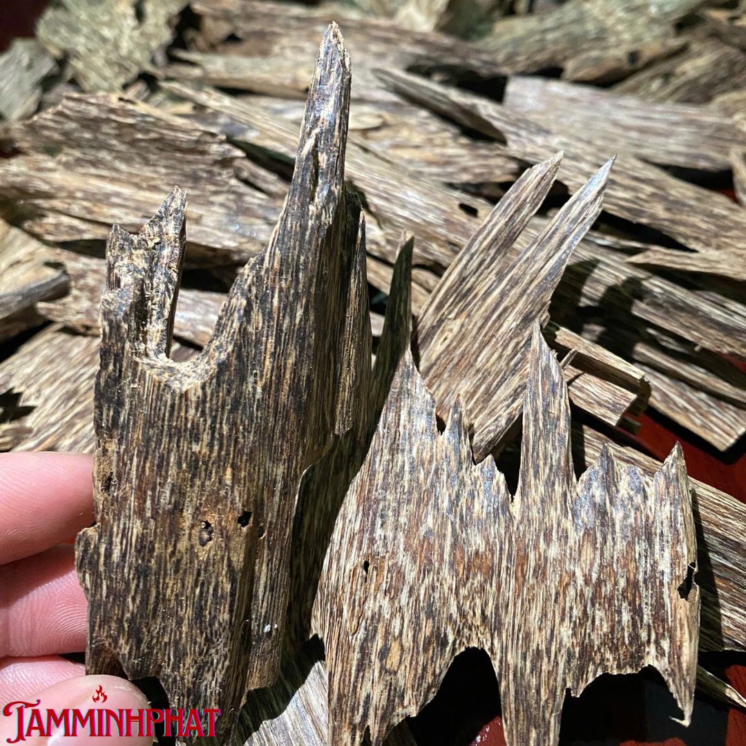 TRẦM KIẾN TỰ NHIÊN