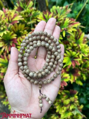 7ly 108 hạt tốc kiến Hàng Bình Phước